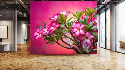 Adenium flowers in full bloom against a vibrant pink backdrop, Adenium, flowers, pink, vibrant, background, summer, tropical Wall mural