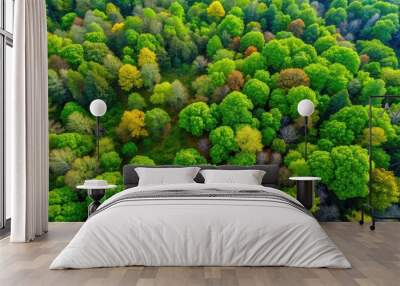 Aerial view of a lush forest during early spring, forest, trees, foliage, aerial, nature, green, landscape, woods Wall mural