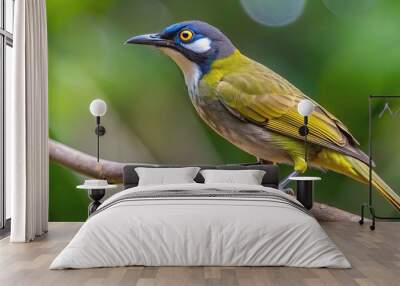 Close up of a Lewin's honeyeater perching on a rainforest branch in Nth Queensland , Lewin's honeyeater, bird Wall mural