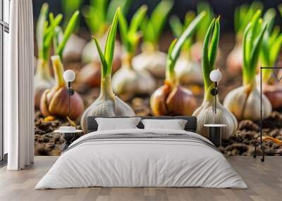 Close-up of germinating garlic sprouts, garlic, organic, close-up, growth, plant, green, fresh, healthy, food Wall mural