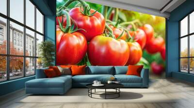 Close-up of vibrant red ripe Optima big tomatoes on plant in a lush vegetable garden during summer , garden, ripe, vegetables, harvest Wall mural