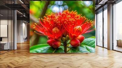 Vibrant red Pterocarpus macrocarpus flower blooming in tropical forest , tropical, vibrant, red, Pterocarpus macrocarpus Wall mural