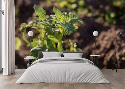 Close-up of a young potato plant in a field with blurred background. Wall mural