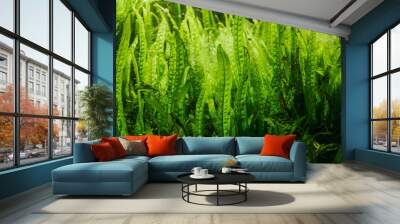 Details of Aquarium Algae or Green Seaweed Wall mural