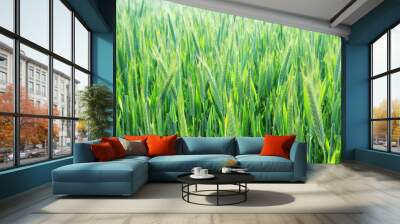 A field with green ears in Baden-Wuerttemberg, Germany Wall mural