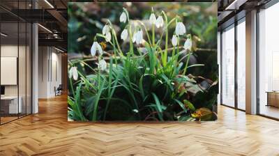 First snowdrop flowers in spring season Wall mural