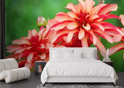 Two blossoming dahlias in garden Wall mural