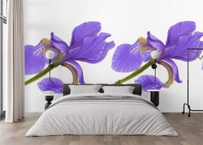 Lilac irises on a white background close-up, seamless pattern, border Wall mural