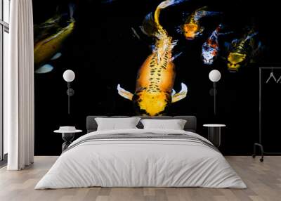 koi carp fish japan isolated on black background Wall mural