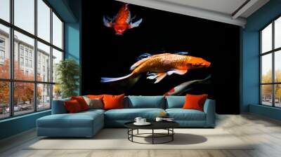 koi carp fish japan isolated on black background Wall mural