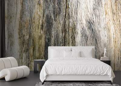 Natural wood texture. Background of old tree. Wall mural