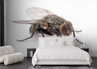 fly isolated on a white Wall mural