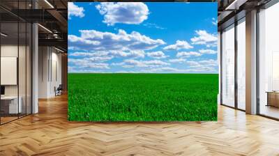 Image of green grass field and bright blue sky Wall mural