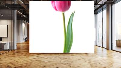 Pink tulip flower isolated on white background Wall mural