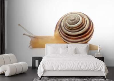 snail on a white background. macro Wall mural