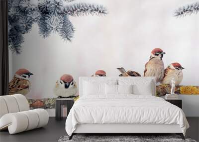  Christmas card with lots of cute little birds, the sparrows sitting in the winter garden under fir branch Wall mural