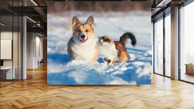 -cute and fluffy friends red cat and dog corgi sit next to each other in the winter park in the snow Wall mural