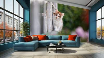  small curious kitten walks on the window among the flowers of a country house in the garden on a summer sunny day Wall mural