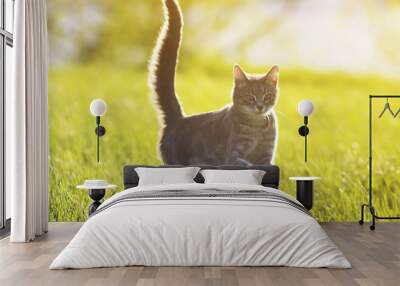  tabby cat fun running on green meadow in Sunny summer day Wall mural