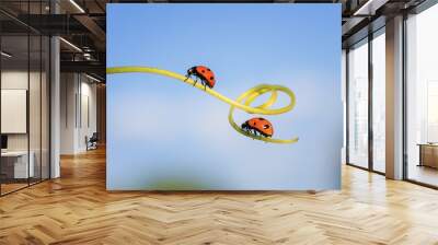  two beautiful little ladybugs crawling on a winding blade of grass on a bright green summer meadow Wall mural