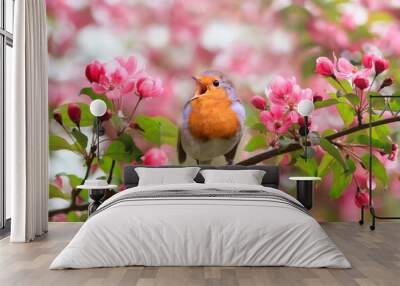 a bright robin bird sits on a blooming pink branch of an apple tree in the spring garden and sings Wall mural