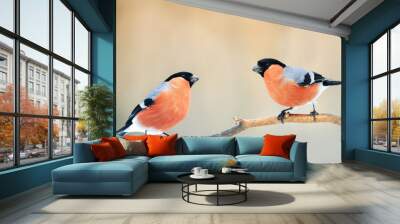 A pair of birds bullfinches with red feathers sitting on a branch in winter Park Wall mural