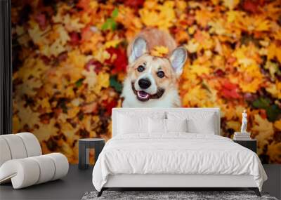 autumn portrait top view of a smiling Corgi dog puppy in Golden and red maple leaves in the Park Wall mural