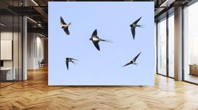 birds barn swallows fly in the blue sky widely spread its wings Wall mural