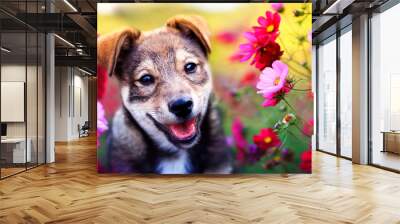 charming brown puppy sits among pink daisies flowers in the Sunny summer garden Wall mural