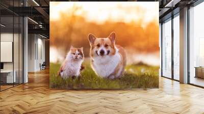 corgi dog and fluffy cat are sitting on a sunny summer day in a meadow Wall mural