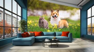 cute dog and cat walking on a sunny summer day on green grass Wall mural