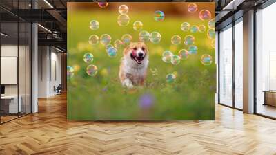 cute ginger Corgi dog puppy is running merrily through the green bright meadow with bright soapy shiny bubbles on a Sunny summer day Wall mural