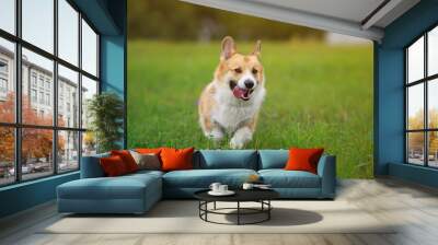 cute ginger puppy dog red Corgi runs on a green bright meadow on a Sunny summer day sticking out his tongue Wall mural