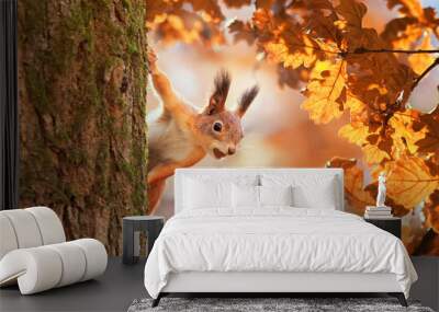 cute portrait with a beautiful fluffy red squirrel peeking out from behind the trunk of an oak with bright Golden foliage in a Sunny autumn Park Wall mural