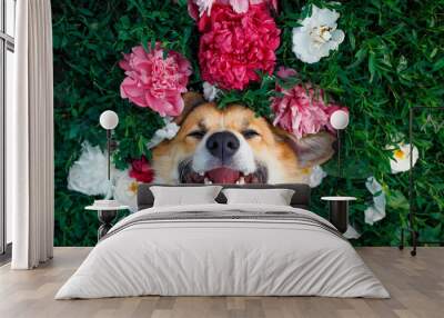 cute red-haired puppy of the corgi dog lies on a natural green meadow surrounded by lush grass and flowers of pink fragrant peonies and happy of smiles Wall mural