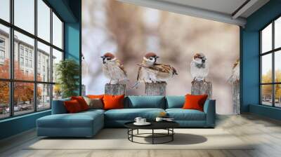 flock of small funny birds sparrows sit on a wooden fence in a row and have fun chatter Wall mural