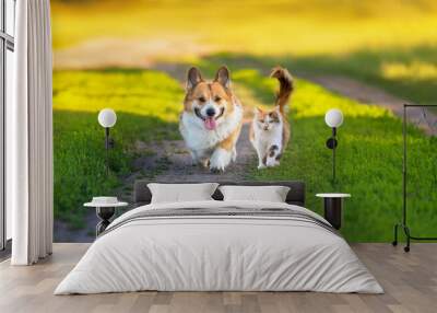 fluffy friends cat and corgi dog walk along the green grass on the summer path Wall mural