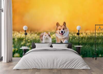 fluffy friends cat and dog corgi run through a sunny meadow on the grass on a spring day Wall mural