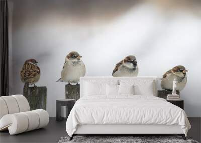 four funny birds Sparrow sitting on an old wooden fence and looking in different directions Wall mural