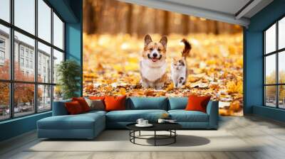 furry friends cat and corgi dog walking through golden fallen leaves in an autumn sunny park Wall mural