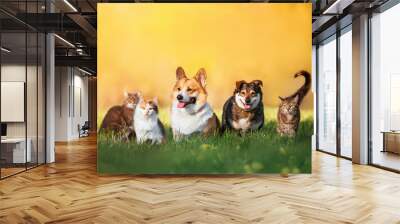 furry friends couple of dogs and cats sitting together on summer sunny meadow Wall mural