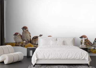 many small funny birds sparrows are sitting on a branch on a white isolated background Wall mural