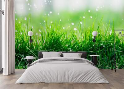 natural background of green fresh grass covered with water droplets during rain in spring garden Wall mural