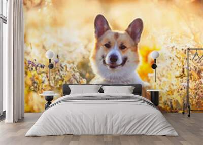 portrait funny cute puppy dog a red headed Corgi sits on a summer meadow and smiles contentedly against a background bathed in the Golden light of the setting sun flowers and grass Wall mural