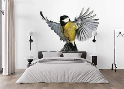 portrait of a little bird tit flying wide spread wings and flushing feathers on white isolated background Wall mural