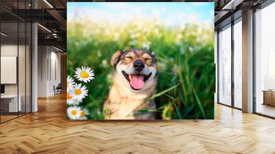 portrait of cute dog with pretty open mouth and tongue sitting on summer Sunny warmth blooming meadow with daisies Wall mural