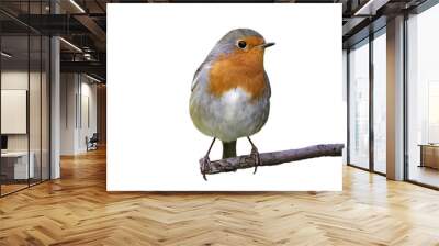 robin on a branch on white background Wall mural