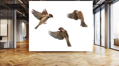 set of photos of birds sparrows flying on isolated white background Wall mural