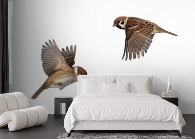 set of photos of two birds sparrows flying on isolated white background Wall mural