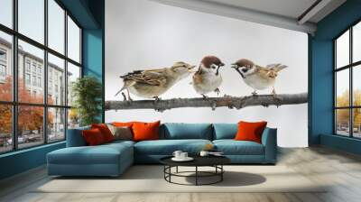 three birds Sparrow argue on the branch flapping the wings Wall mural